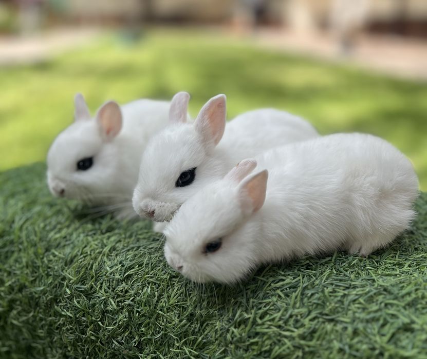 Карлик куен гермелин ва хатот евро оргинал парода