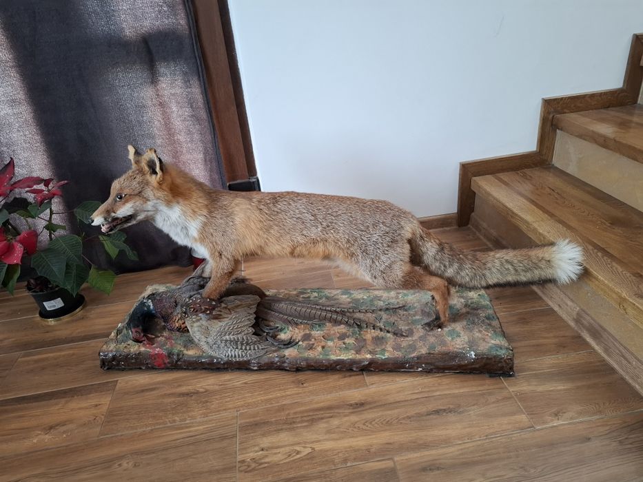 Vulpe,sacal ,bursuc  impaiata pt living si cabane