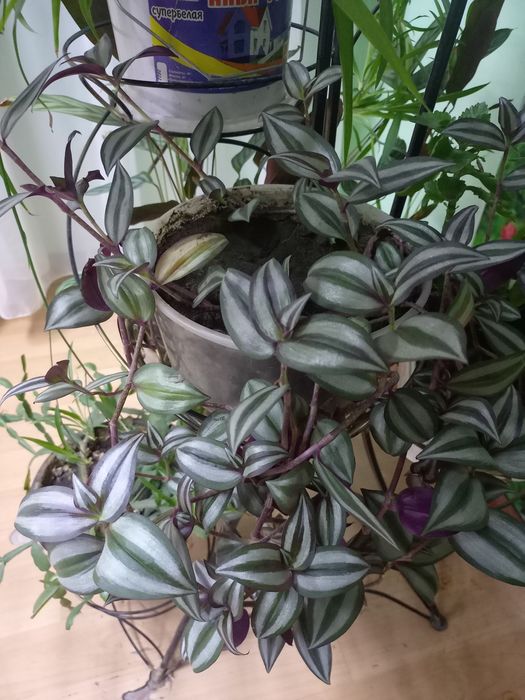 Продам комнатные  цветы