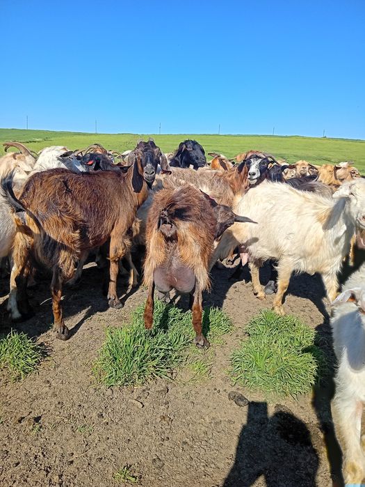 Vând 230 de capre preț 750 buc.