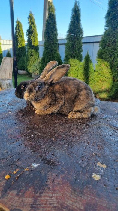 Vând 2 femeluțe rex