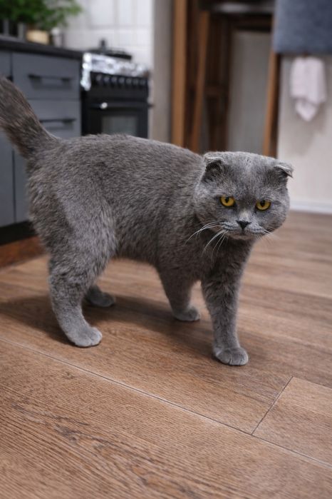 Скоттиш фолд мальчик