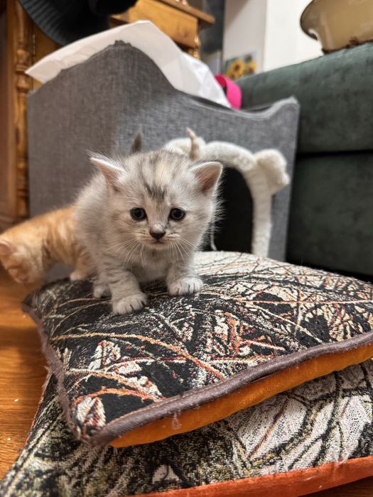 Вислоухие котята