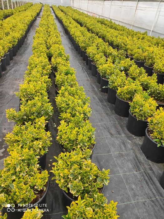 Ideal turdagi manzarali darahtlar