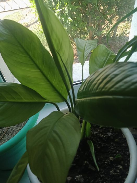 Продам алоэ , комнатные растения