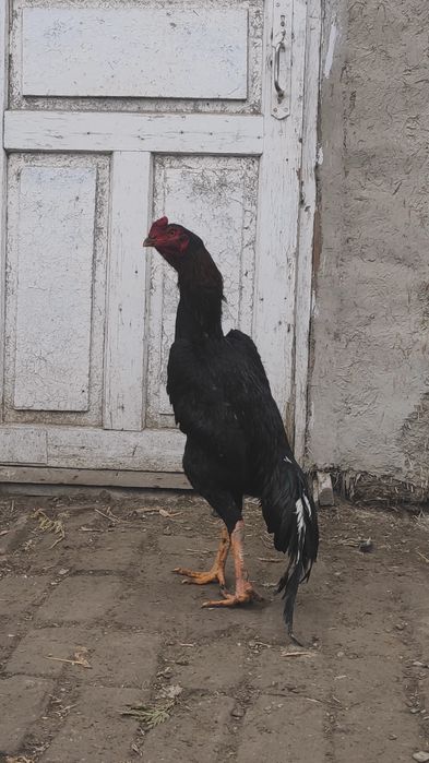 Шамо мих Накаутчи жужа