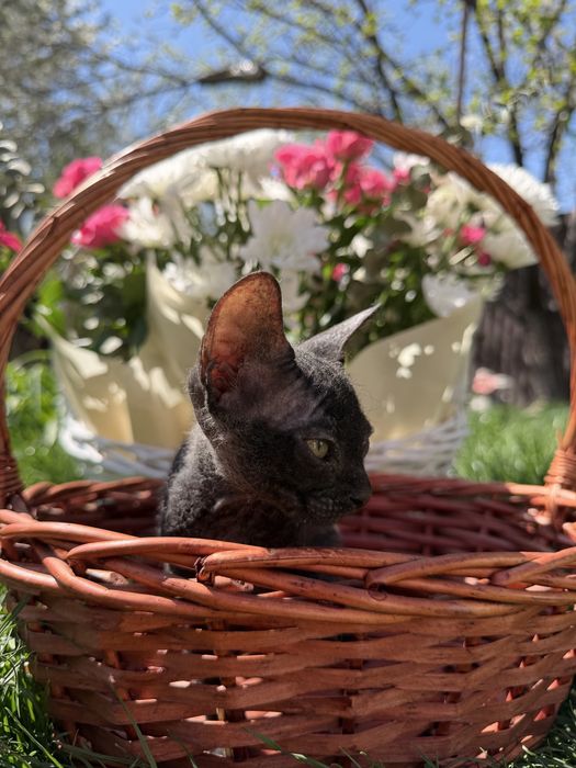 Канадский сфикс велюровый