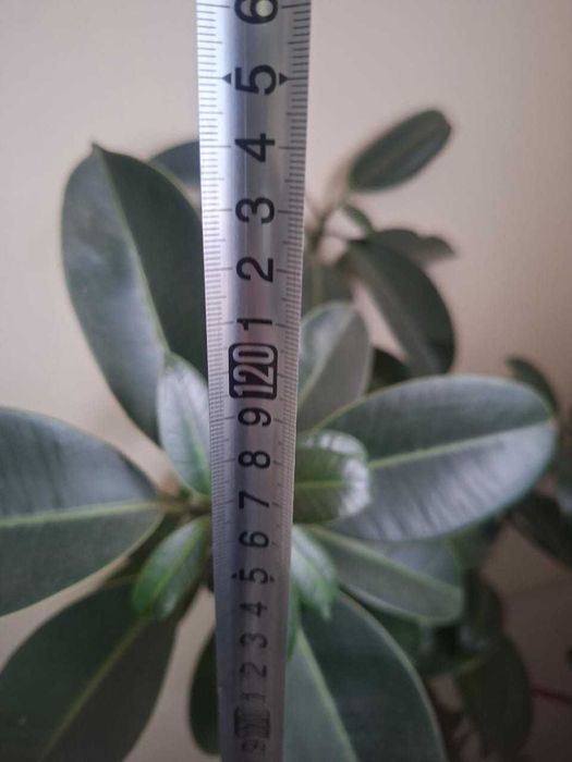 Продам фикус каучуконосный