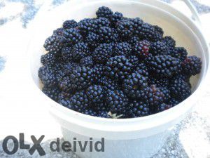 Разсад Смокини, Тайбери,Логанбери, Едра къпина без бодли ,