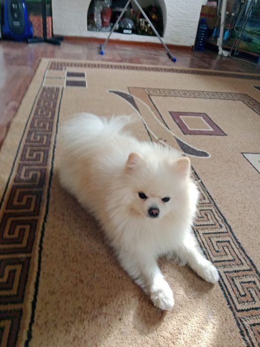 Продам немецкого шпица