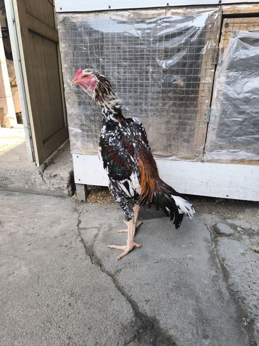 Бойцовский петух