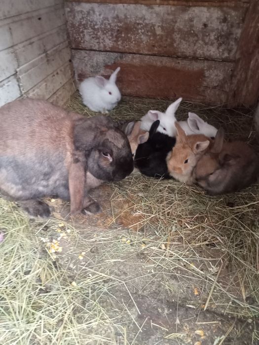 Vând 10pui la o lună sau schimb cu rațe