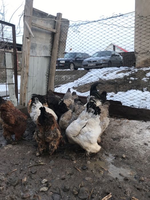 Брам хорошей цены берите