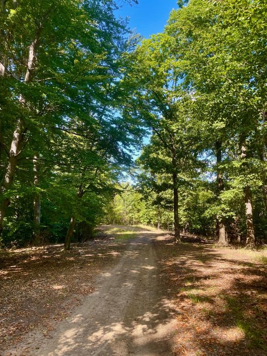 Domeniu forestier 50 ha | Priveliști spectaculoase | La 1 oră de București | Investiție unică