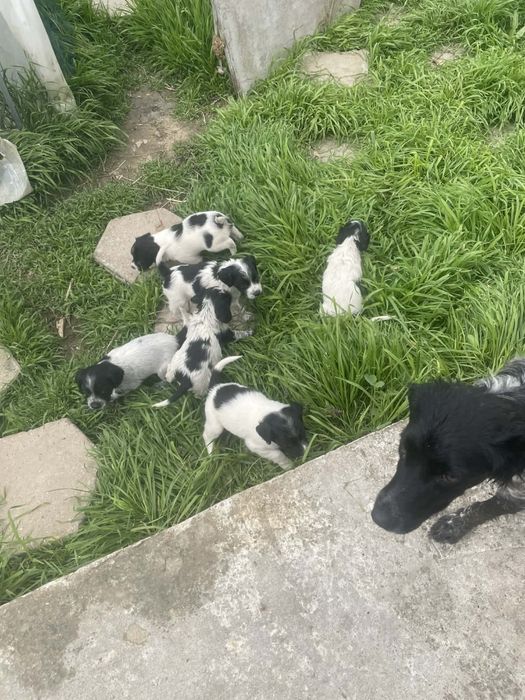 3 бр. мъжки БРЕТОН ШПАНЬОЛ на РАБОТЕЩИ РОДИТЕЛИ