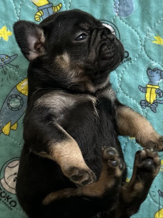 Френски булдог  French buldog