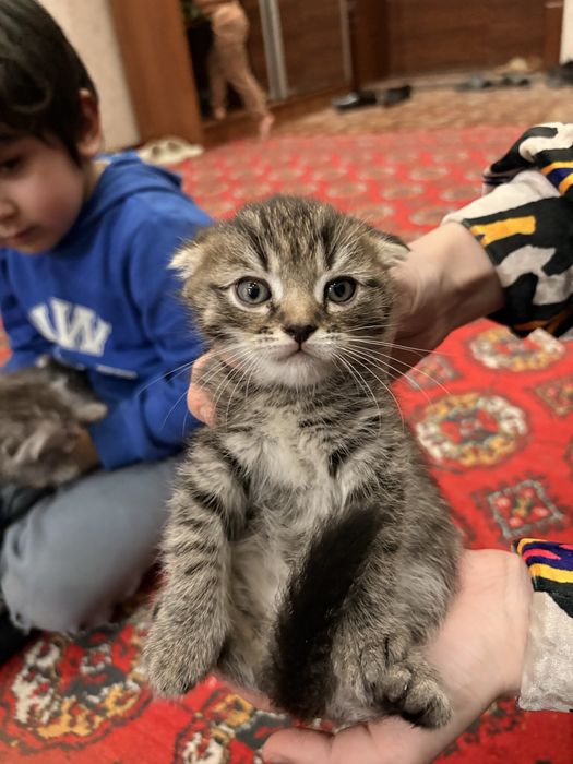 Котята кошка катёнок