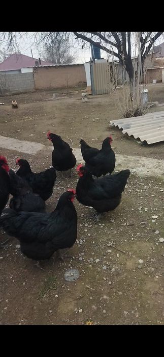 Джерси гигант жұмыртқа бар