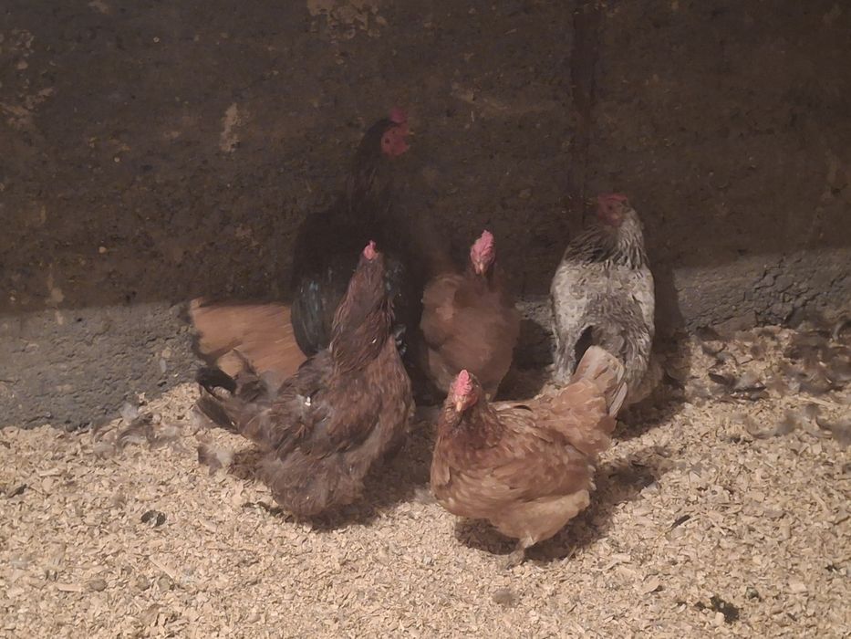 Продам дамашние куры