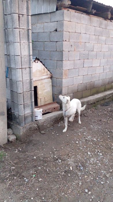 сабака 7-9 месяц мальчик