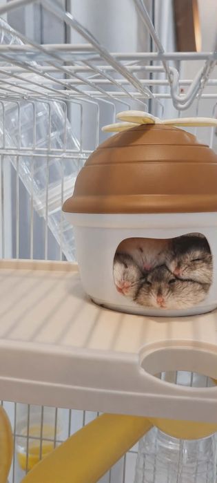 Hamsteri 30 lei buc