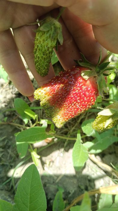 Продам зимнюю дачу в городе