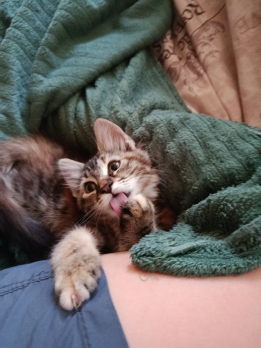 Отдам котку 3 месяца