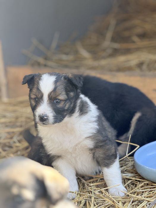 Отдам девочек в хорошие руки