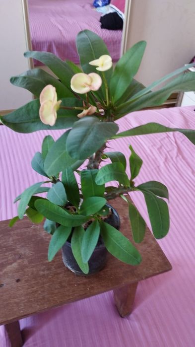 Комнатное растение молочай миля