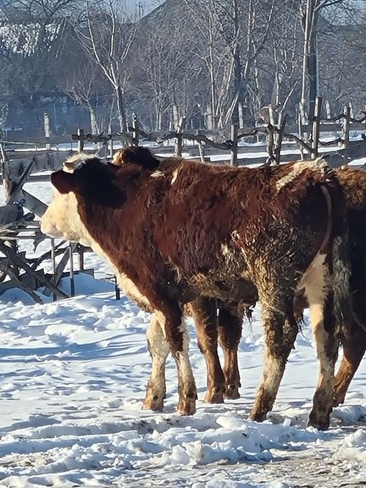 2 taurasi frumoși 7 .8 luni din vaci mari .greutate 350 unu 300