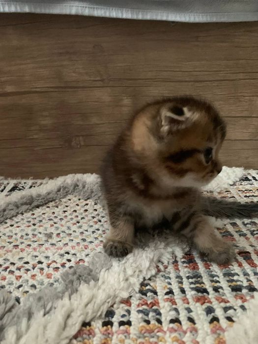 Котята вислоухии