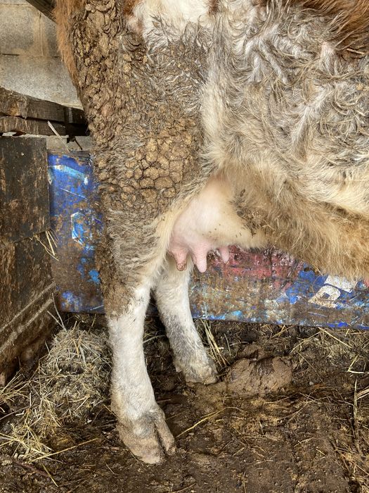 Животные сельхоз/животные