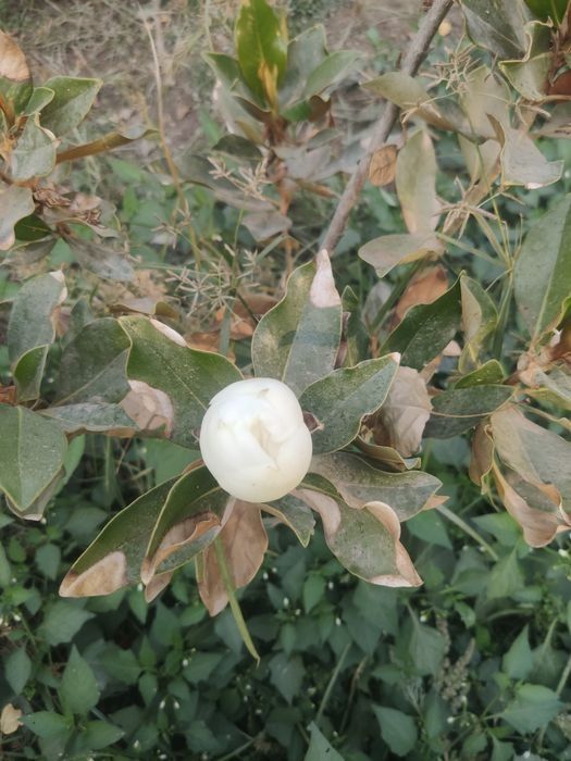 Тозза Италиянскй магнолия сотилади