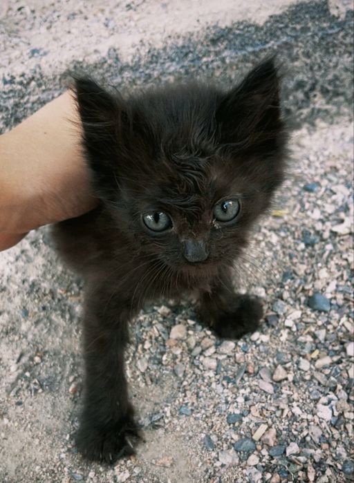 Котята, 1,5 месяца