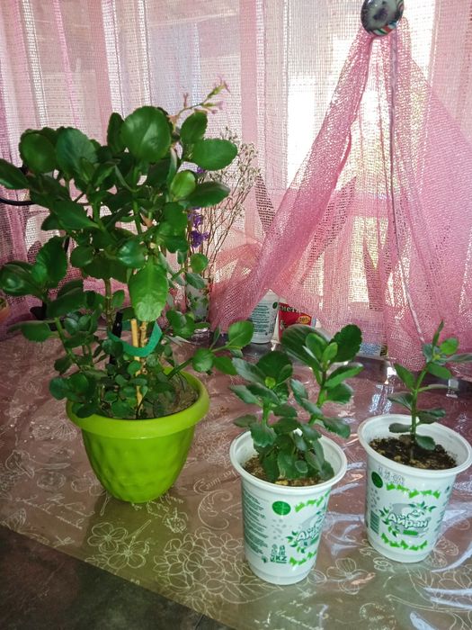 Цветы комнатные живые