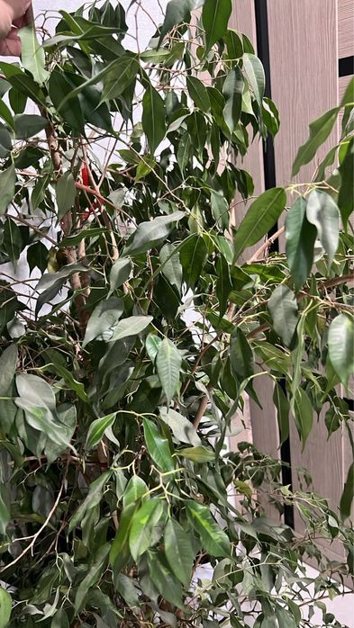 Продам цветок ФИКУС