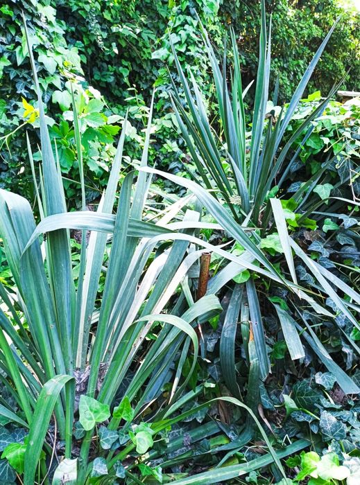 Юкка - декоративное и лекарственное растение