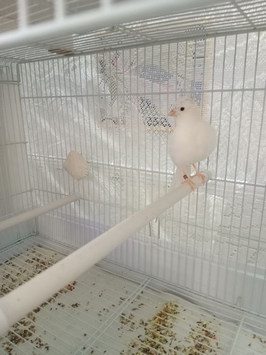 Декоративная порода.