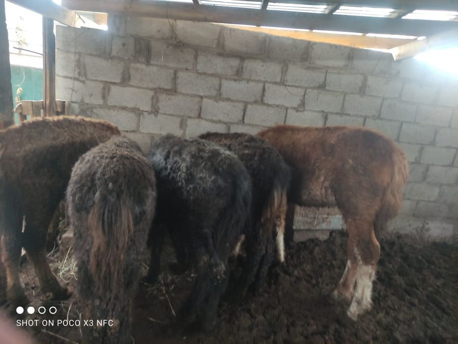 Лошади тай жабагы