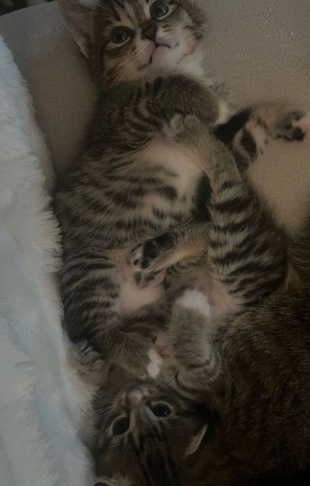 2 котенка в добрые руки