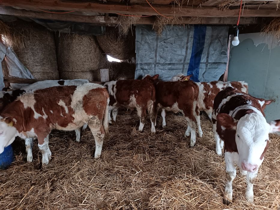 Vând vitei bălțat 4 femele și 2 mascul