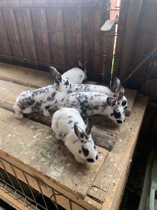 Iepurasi Hycole Francez / Rex Dalmatian