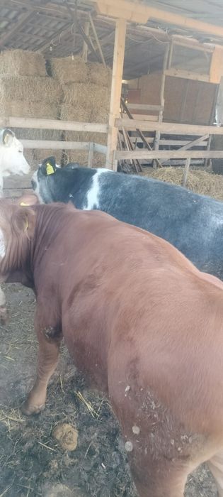 De vânzare viței