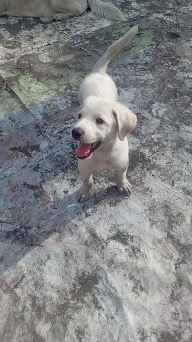 Малыш в добрые надёжные руки