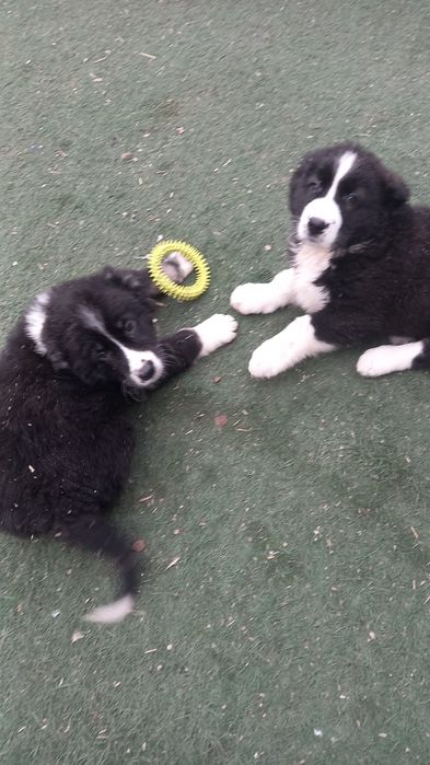 Продам  щенки Алабай