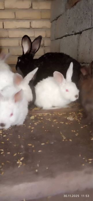 Куйончалар сотилади 50 минг сумдан бошланади