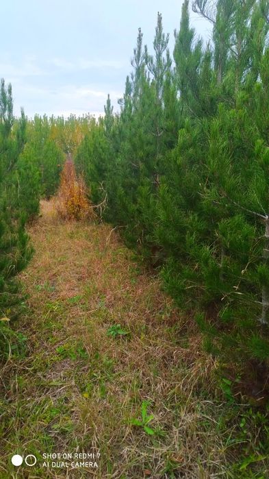 Сасна 0.5 метрдан 4 метргача