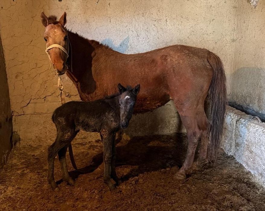 Құлынды биелер сатылады