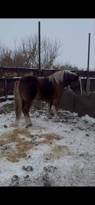 Продам жеребца тежелавоза