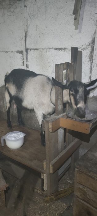 Альпийские козы дойные